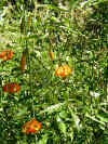 CurlUpFlower.JPG (798127 bytes)