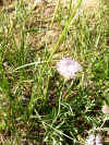 Flower.JPG (943400 bytes)