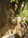 Flowers2.JPG (850757 bytes)