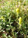 Flowers3.JPG (817635 bytes)