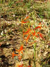 OrangeFlower2.JPG (887152 bytes)