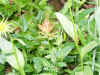 OrangeFlower.JPG (437447 bytes)