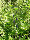 PurpleFlower2.JPG (804872 bytes)