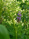 PurpleFlower.JPG (727744 bytes)