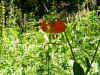 SingleOrangeFlower.JPG (784785 bytes)
