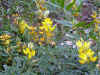 YellowFlowerClose.JPG (618446 bytes)