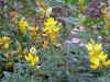 YellowFlower.JPG (552873 bytes)
