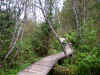 Skunk Cabbage Boardwalk (599934 bytes)