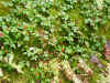 Flora (650628 bytes)