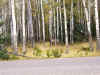 Elk (397342 bytes)