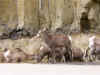 Mountain Goats (365510 bytes)