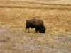 Bison (425116 bytes)